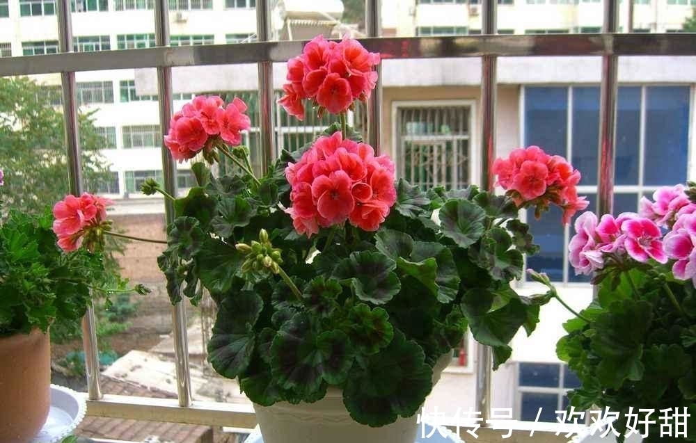 植株|室内外养花有什么不同?最怕就是这3点,都注意了