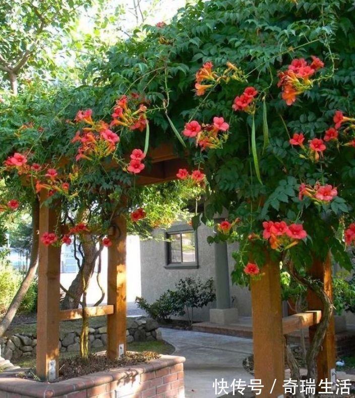 此花超漂亮，沾土就活，家里变花海，越养越上瘾！