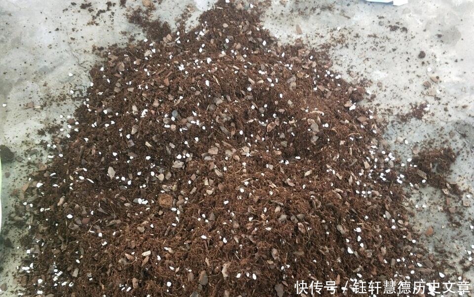 泥土|户外挖“2种土”养花,君子兰长得像“大白菜”,茉莉花“爆盆”