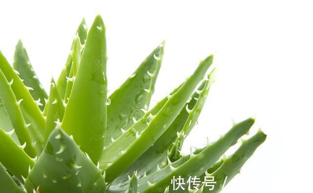 白血病|甲醛最怕“3种花”，家里养1盆，家人身体好，白血病也绕道走