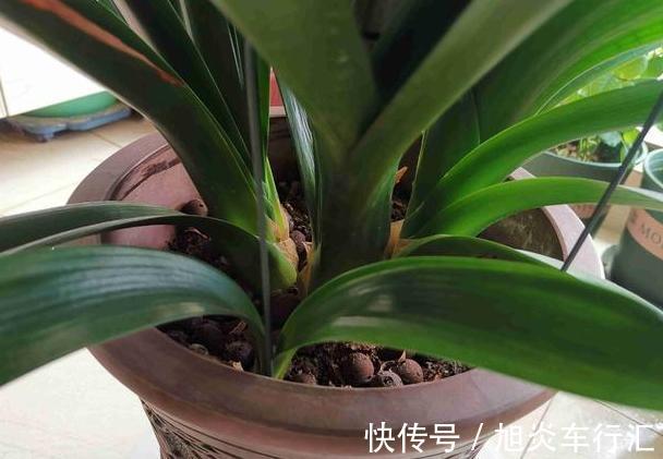 想观花赏叶就盆栽君子兰，学会播种、分株，养一盆得多盆