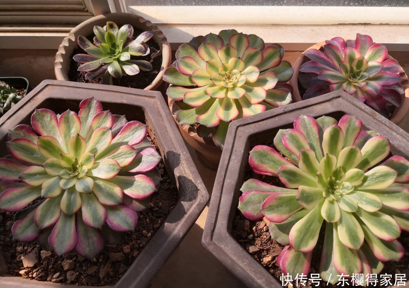 施肥|想要法师不徒长,关键在用水,叶片紧凑颜色艳,40℃也生机勃勃