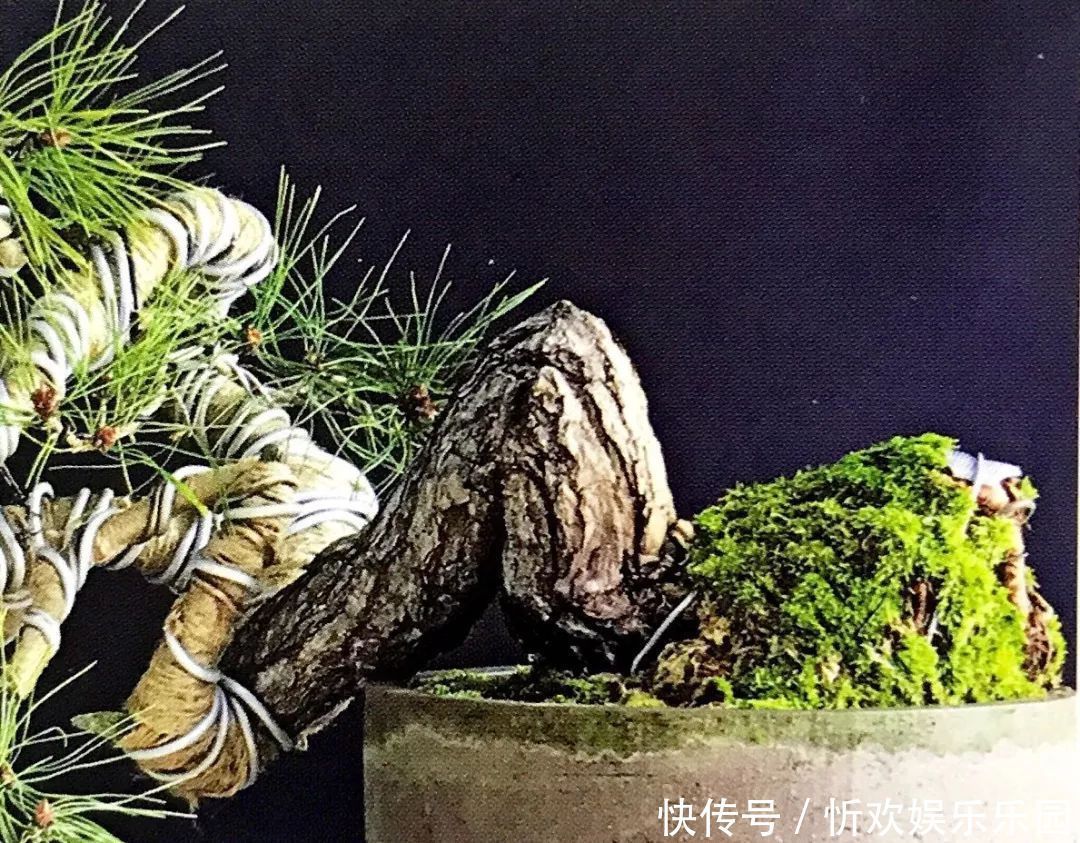 台长文|盆景枝干弯曲上翘的最佳方法，既简单又高效，同时拆除更方便！