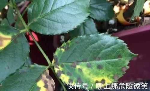 月季叶面上有了小黑点,不要忽视,小心叶子全掉光