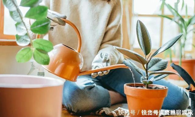 养花|用自来水、雨水、桶装水和凉开水养花的差别,哪种水养花最好呢