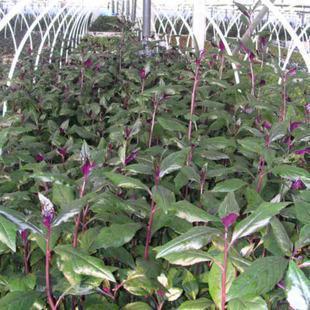 止血|农村人常见的野菜,各种炎症的克星,清热止血、补血补气