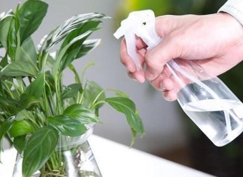 花店老板打死都不愿意说的秘密:养花草怎么防治烂根黄叶