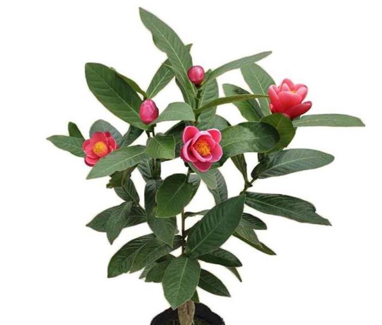 珍品|养花在于精而不在于多,六种花卉中的珍品,养一样也值得