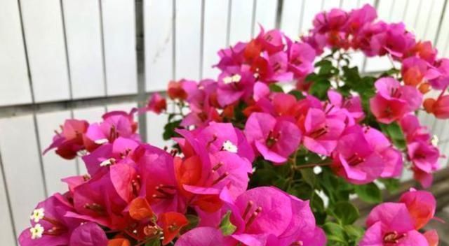 家里阳台别闲着,养上4种花,一年四季,天天有花看,香味飘满屋