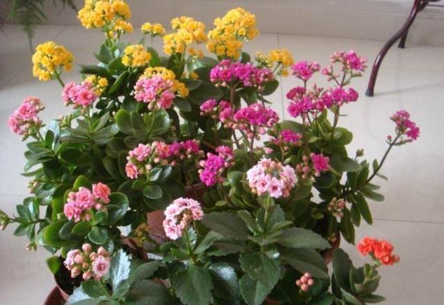 新买的长寿花，叶子肥大像“猪八戒”耳朵，越养越小，猫腻多