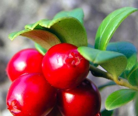 水果|夏天常吃以下3种水果,能美容养颜、减肥瘦身,早知早受益