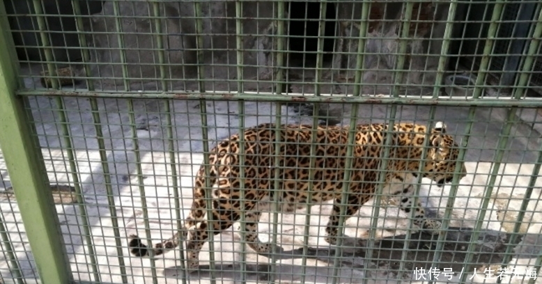 国博|国博藏有一面豹房勇士铜牌,让我们知道,明代豹房中养了几只豹子