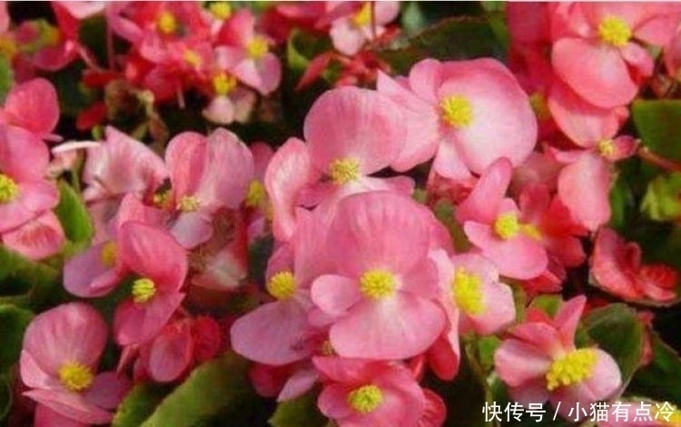 4种花高贵优雅，看了就让人沉醉，一年四季开花不断，阳台变花园