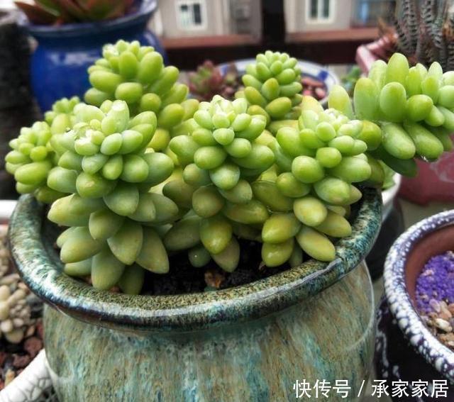 一不小心|家里盆栽总是被养死,试试此些东西,一不小心就爆盆