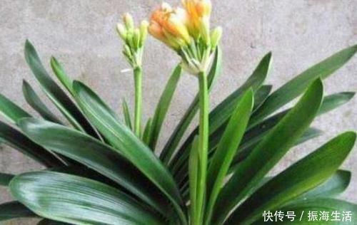 张大爷|张大爷养君子兰,白天喝口酒,晚上闷上头,20天窜出大花箭!