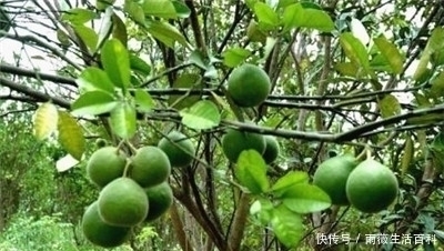 橘红|它的果皮晒干后是一种药材,叫做化橘红,中医管它叫“南方人参”