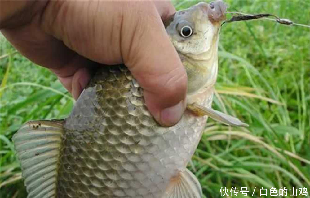 夏季野钓选钓位，钓水草还是钓明水？钓草未必好，明水未必没鱼！