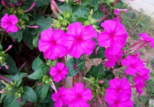 被名字耽误的8种花，好养好看开花惊艳，你最喜欢哪种？