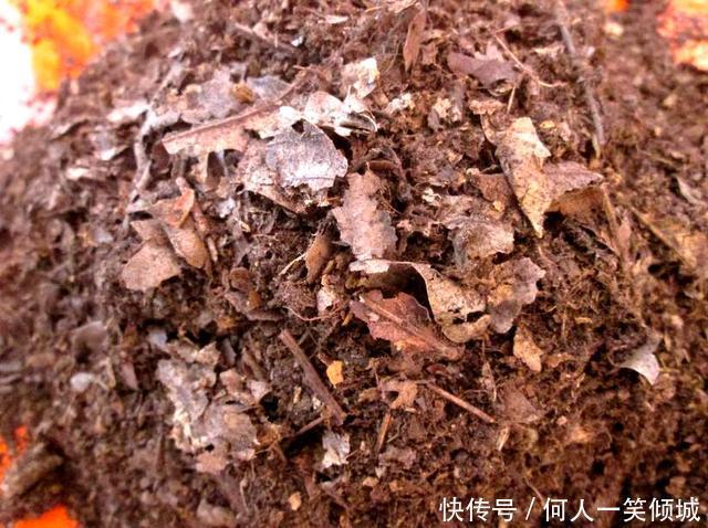 松针|冬天养花，这个垃圾提前备点，养君子兰、兰花最好使，还不用花钱