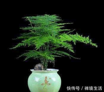 文竹长太高怎么办教你养出矮、壮、密的株型，放在书桌萌萌哒！