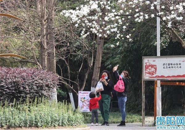 忽如一夜春风来,贵阳市中心这两处花儿开了