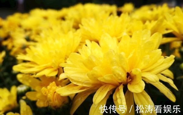 雨润葵黄|喜欢菊花，不如养株“珍稀名菊”雨润葵黄，似金黄葵花，鲜艳美丽