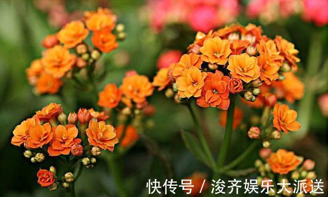 土壤|想给长寿花换盆，避开这个“时间段”，枝繁叶茂，快速恢复开满花