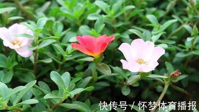 茯苓|肠道“推粪机”公布了,并不是香蕉,便秘时吃点,排出宿便更健康