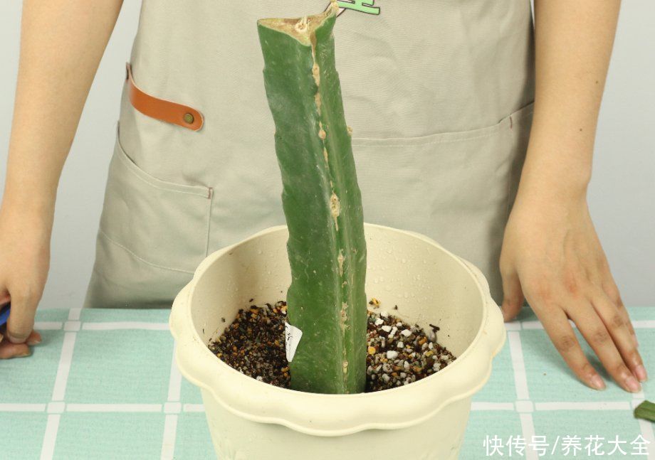 嫁接|养了30年的玉树，扦插开出9色花，快来沾沾喜气