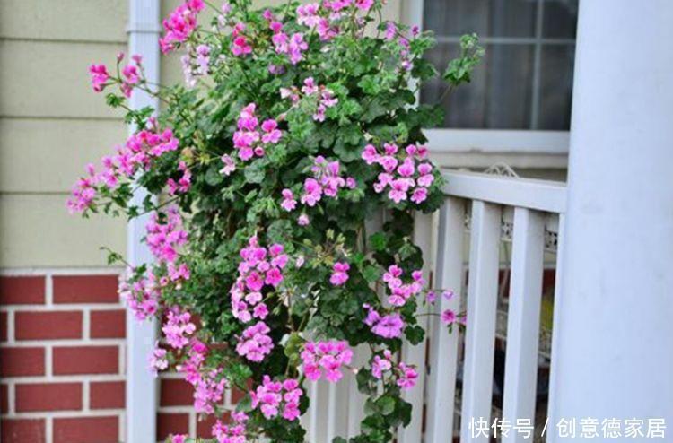 瀑布|常见的八种花离开地面养,开花成瀑布,迅速长爆盆,十分出众