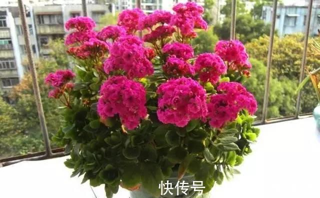 想要长寿|想要长寿花花期长，开花不断，那要这样养