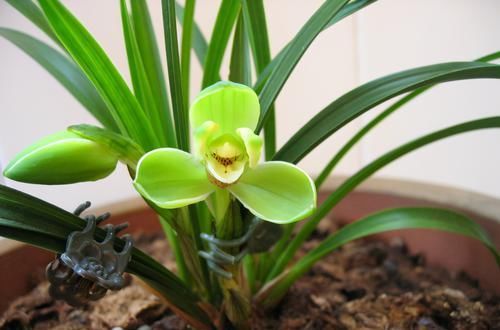  工整|高档春兰“宋梅”，一杆双花，花型工整，养护简单，拥有顶级香味