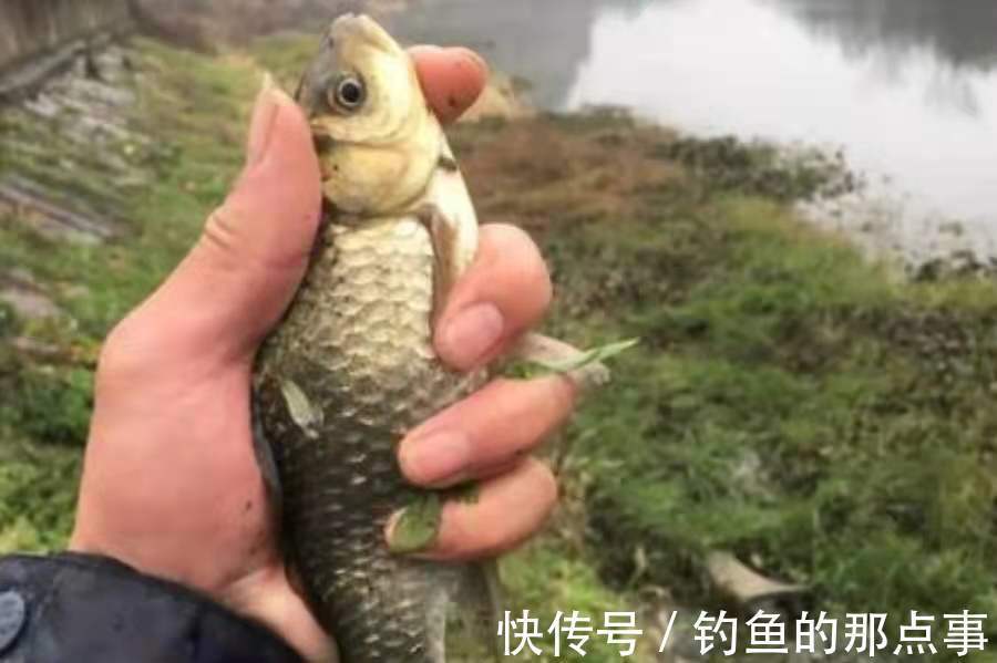 水流太大就不好下竿了？二十年老钓鱼人霸气出招，上鱼特快