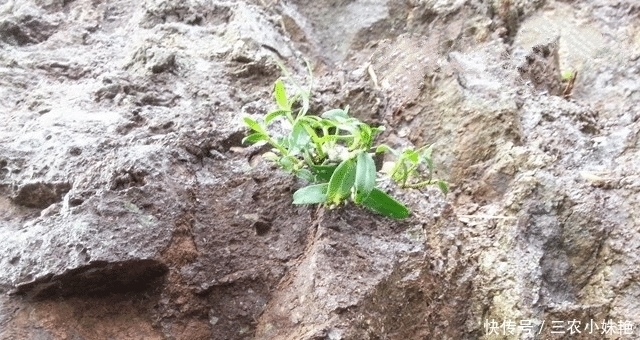 人称“皇帝草”,若出现您家岩石上,请保护好,价值堪比“黄金”