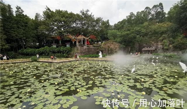 旅游区|祖国颂｜登山、赏花、品美食！国庆假期一起来莲花山逛第六届金秋睡莲展！