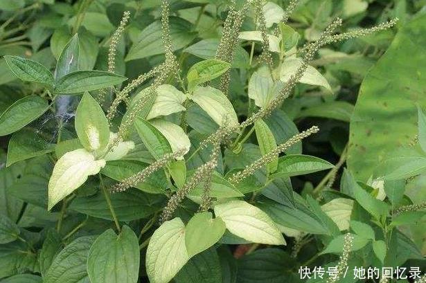 解毒草|农村的一种野草,被称“解毒草”,可清热解毒祛风通络,治疗牙痛