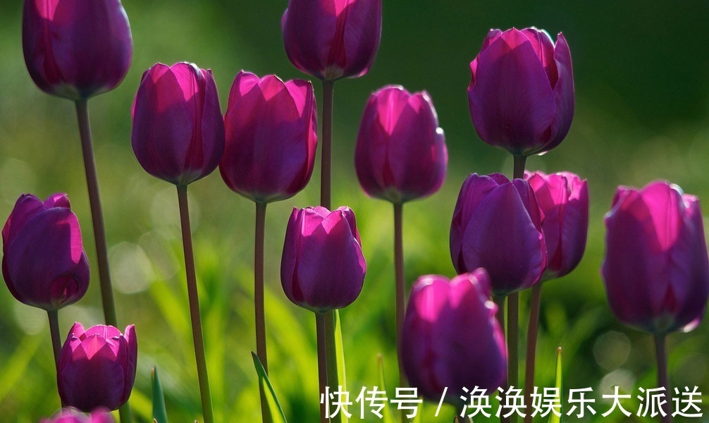 此花是一种爱情的花,有着很多的花色,也是永恒的爱情