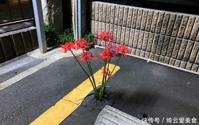 停车场|日本停车场里长出了彼岸花,结果动漫爱好者们纷纷玩起了梗