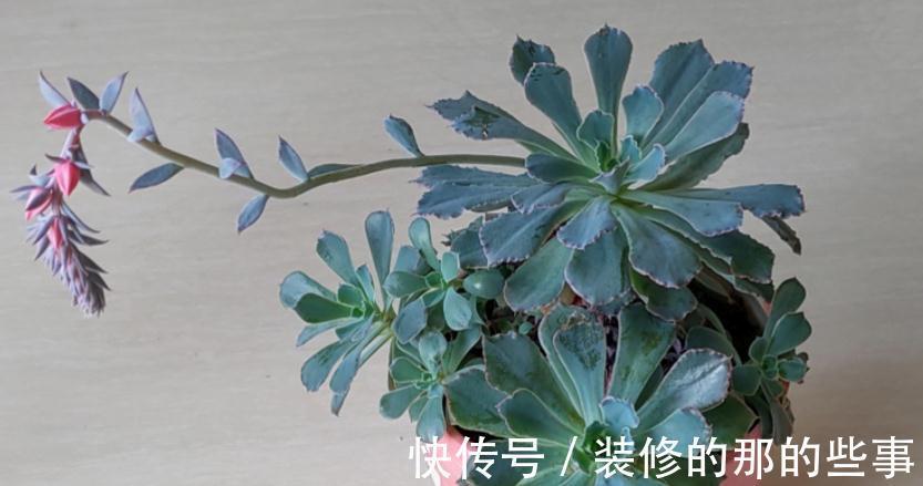 多肉长花箭算不算正常,该怎么处理?