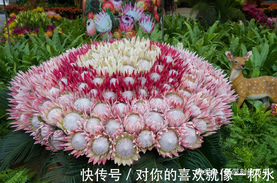 此花号称花中之王,被誉为全世界最富贵华丽的鲜花,是富贵的花