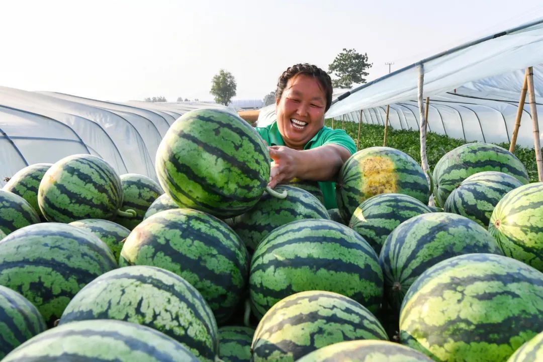 古人们|今日小暑：看看古人们在这一节气的“水果自由”