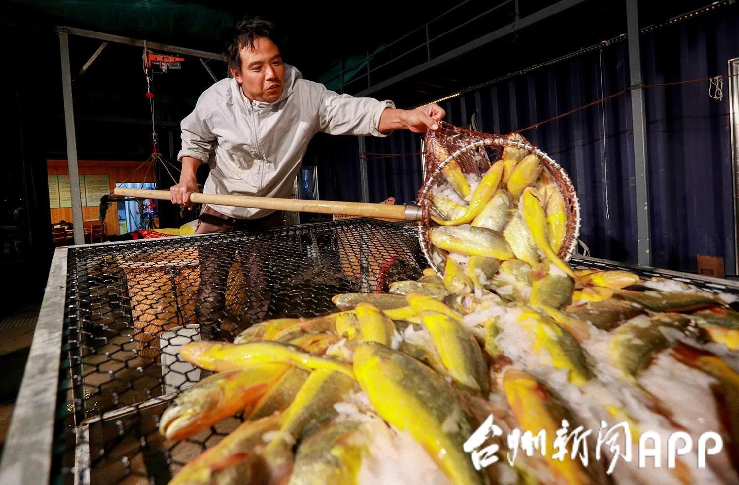 丰收|全媒视界 | 又到一年丰收时 大黄鱼香飘大陈