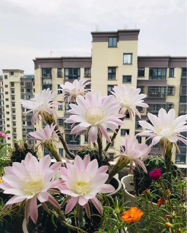 这花有个大肚子,里面全是水,1个月不浇照样活