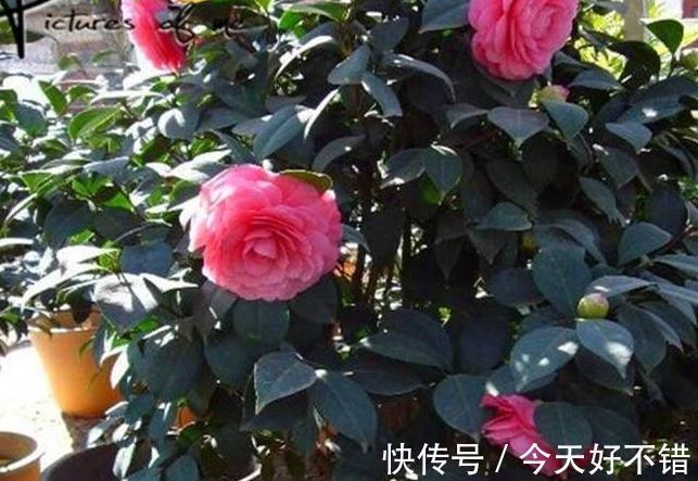 家里的茶花还不开花,学会4个技巧,叶片绿,开花一茬又一茬