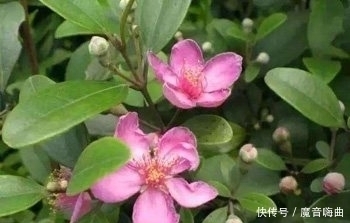 收敛止泻|这种果子在农村到处都是,却不知道药用价值这么高,你一定见过!