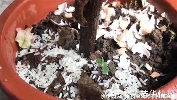 烂根|花盆里撒一把,不管多蔫多难养的花,几天根壮叶绿,不黄叶不烂根