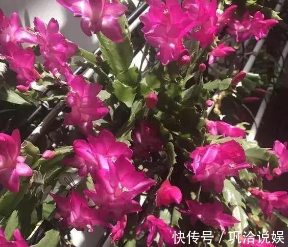 植物|秋养长寿花、蟹爪兰,3方面打好基础,9、10月就能嗖嗖开花