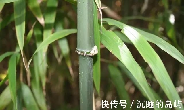 桂竹|26种 · 竹子大全