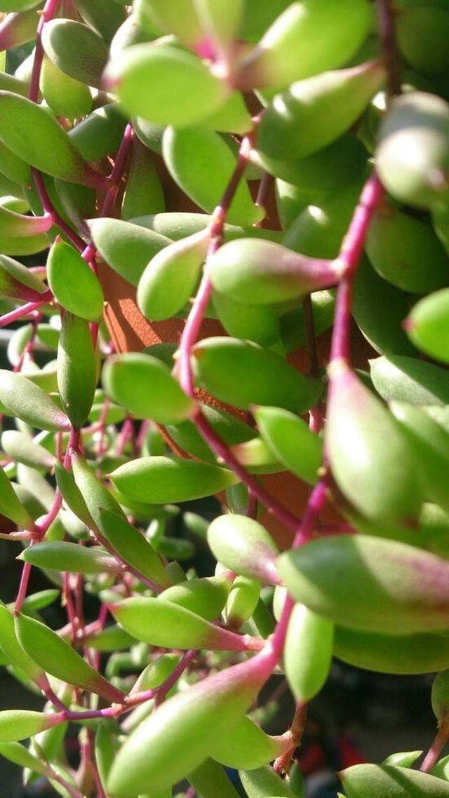 小花|多肉萌新养这几种,不用打理就能活,省心省事颜值不低