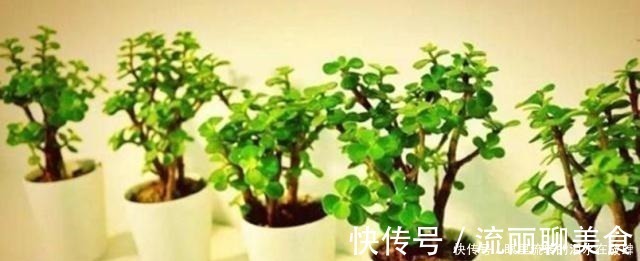 乱舞|金枝玉叶长的“狂魔乱舞”,剪几刀,秒变“悬崖桩”,烂根也不怕!